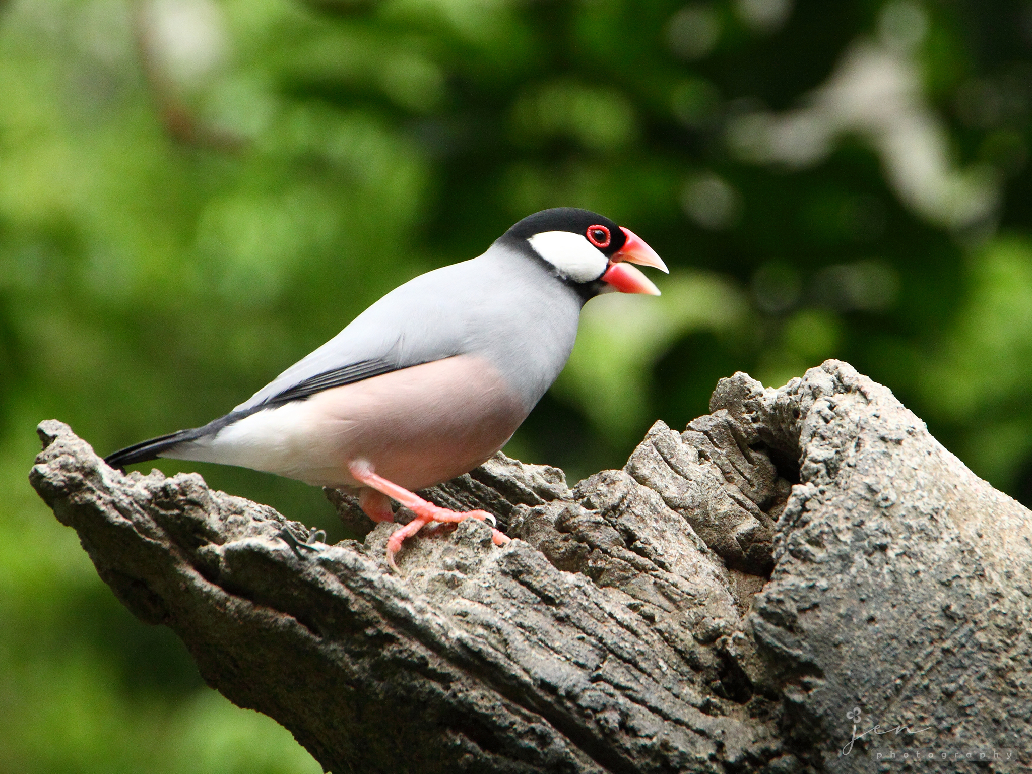 Hong Kong Park, Hong Kong
