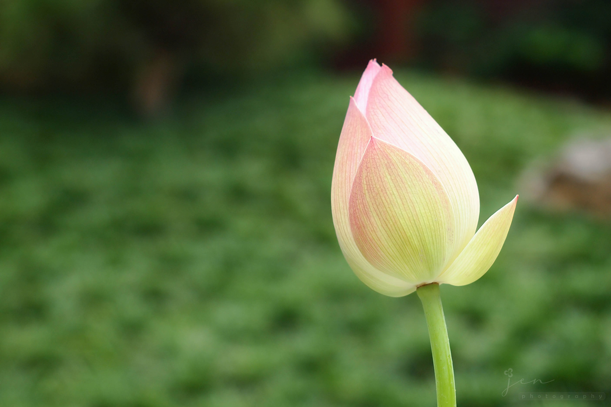 Chi Lin Nunnery, Hong Kong
