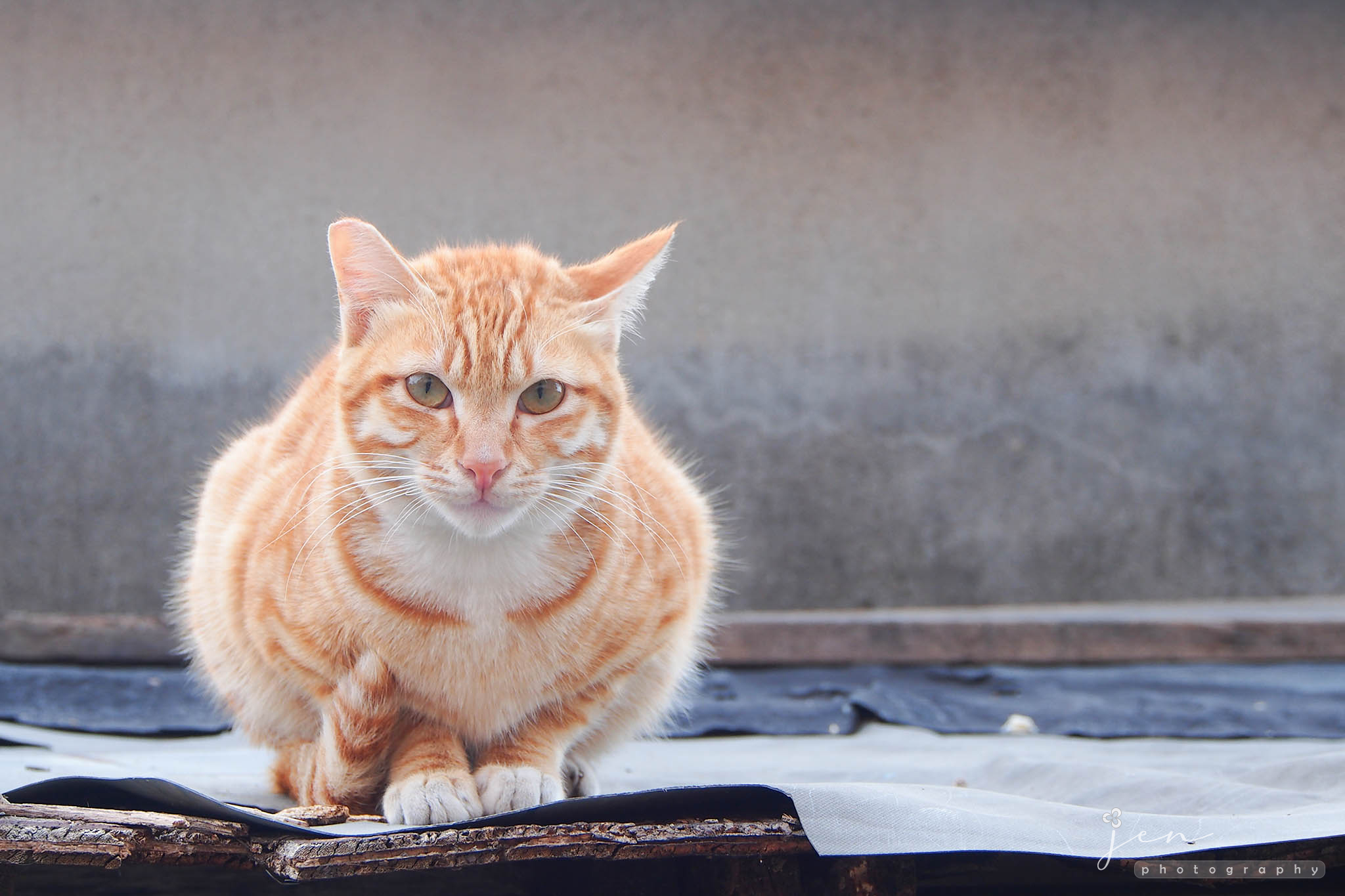 Lung Yeuk Tau, Hong Kong