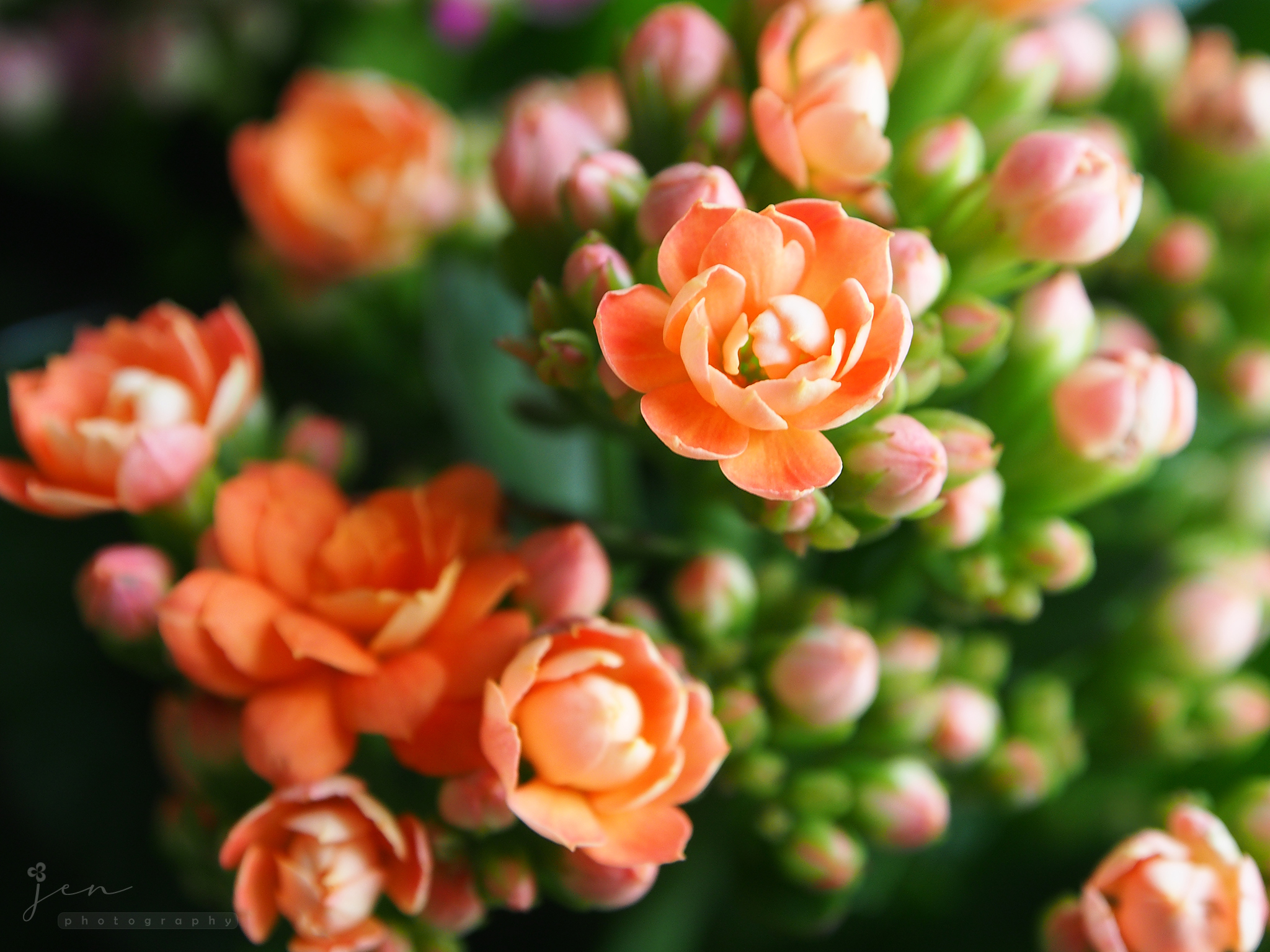 Sai Wan Ho, Hong Kong