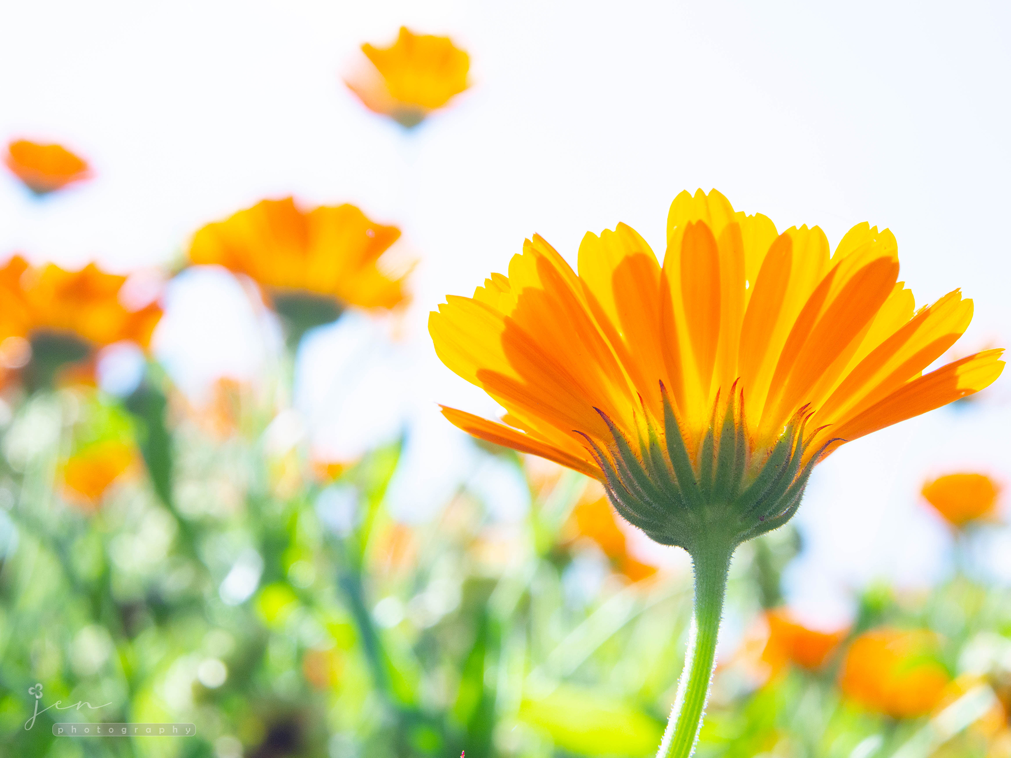 University of Bristol Botanic Garden, Bristol