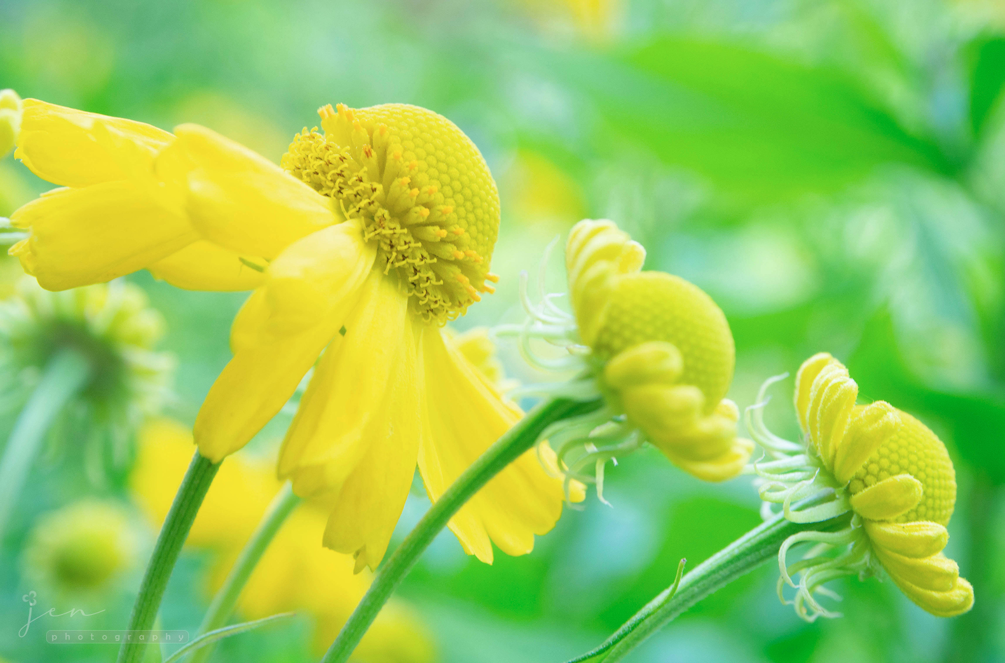 University of Bristol Botanic Garden, Bristol