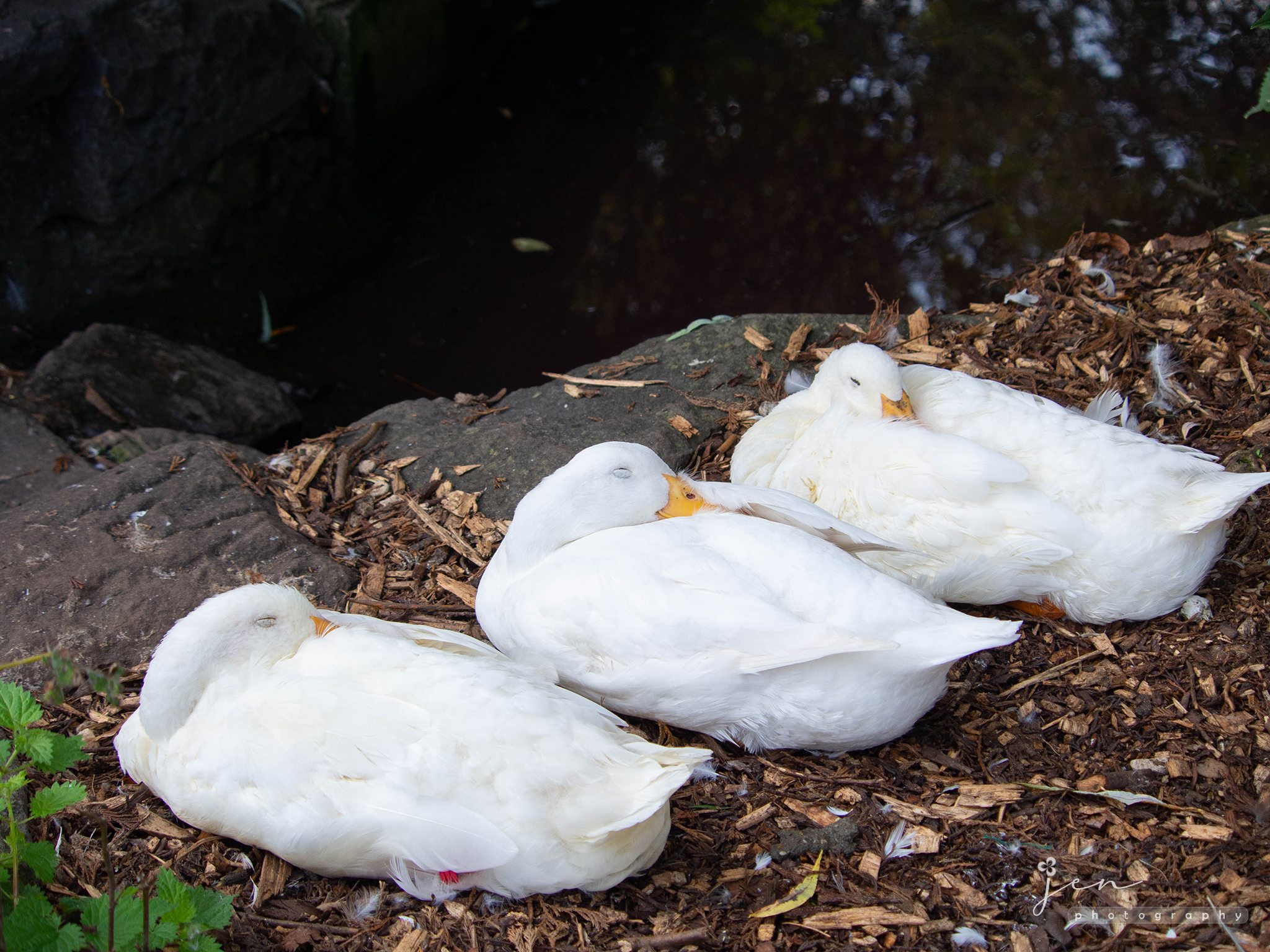 Windmill Hill City Farm, Bristol